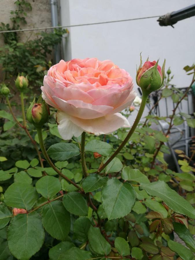 Gaestezimmer & Apartment Mayrhofer 바이트호펜 안 데어 입스 외부 사진