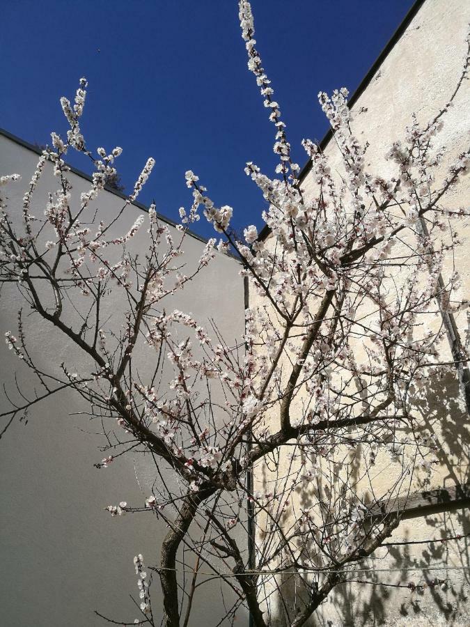 Gaestezimmer & Apartment Mayrhofer 바이트호펜 안 데어 입스 외부 사진